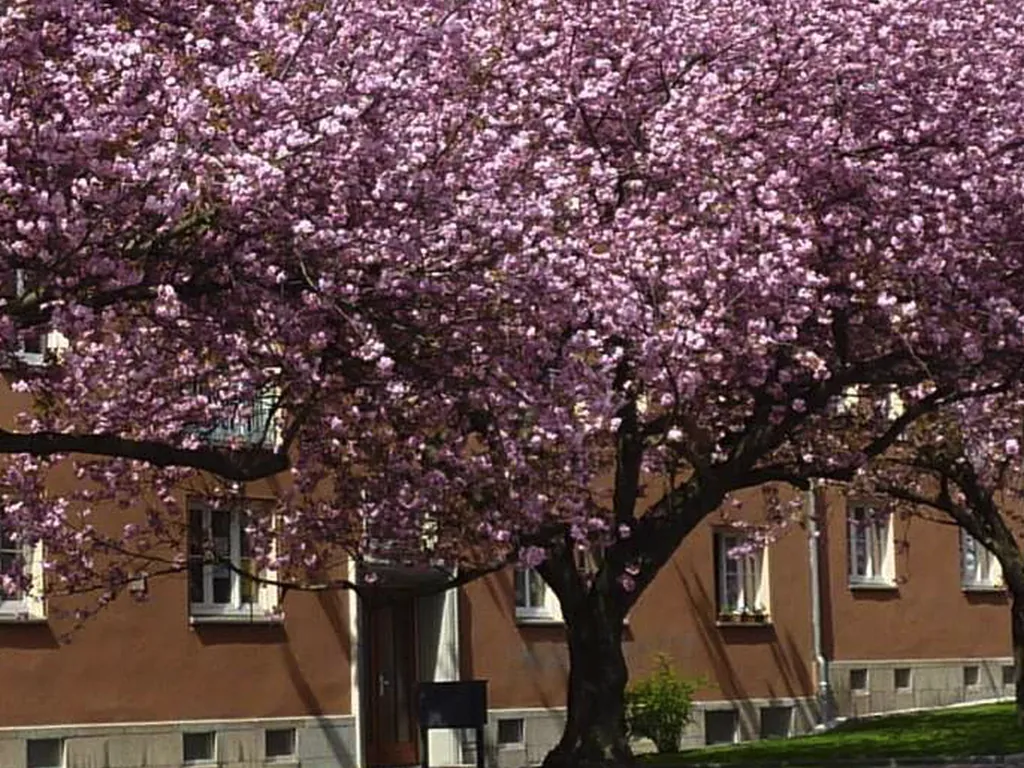 Mietwohnung in 09126 Chemnitz
